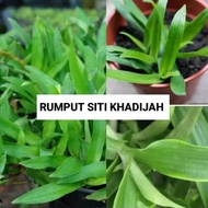 RUMPUT SITI KHADIJAH DALAM PASU / RUMPUT BEIJING