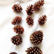 KARSALA Pine Seed | Pine Flower Seeds | Photo Props | Dried Flowers | Dried Flower