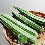 New crispy fragrant luffa seeds, fragrant luffa, striped luffa, Luffa for birds to eat - F1 loofah