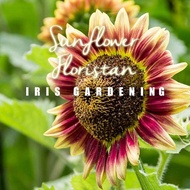 [5pcs] Biji Benih Bunga Matahari Sunflower Floristan 向日葵花种子 [Iris Gardening]