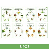 Life Cycle of Insect Posters for Kids Nature and Science Butterfly Bee Frog Ladybug Spider Snail Lif