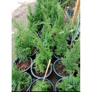 Pokok Krismas/Pokok pencil pine