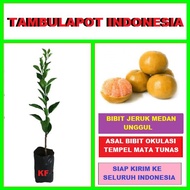 Bibit Tanaman Pohon Jeruk Medan Bibit Jeruk Medan