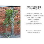 心栽花坊-四季龍眼/1尺盆/龍眼品種/嫁接苗/水果苗/售價1200特價1000