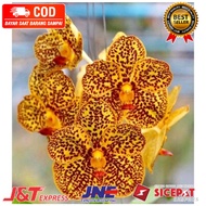 ( KNOP / SPIKE ) ANGGREK DENDROBIUM GOLD TOTOL-sudah Knop/Spike-DENDROBIUM