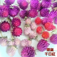 千日紅  圓仔捧花 乾燥花材 花環花圈裝飾 花藝花束手作 果實材料配件 結婚用品 注連繩DIY 拍照道具