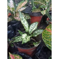 ♞,♘(9) Snow White Aglaonema Uprooted Live Plants (Selling in Luzon only)