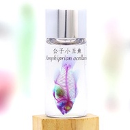 透明生物標本 - 公子小丑魚 Amphiprion ocellaris (大)