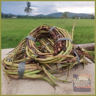 ◺ ✼ ◲ Takway/Daludal/Ugat ng Gabi from Capiz 1kg