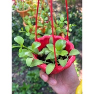 Dollar plant - dollar orchid - with hanging pot (Buy 5 pots, get 1 extra pot free)