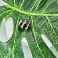 Water Wave Dallas Dzi Beads Water Wave Dallas Dzi Beads ️