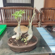double dragon adenium bonsai 