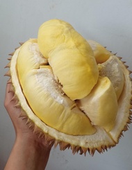 Durian montong utuh Cane Singaraja Bali 2kg