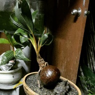 Bonsai Kelapa Pokok Kelapa Hiasan Deko Hias Rumah