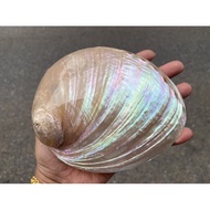 Rainbow Pink Abalone Shells Or Australian Size 13-14CM