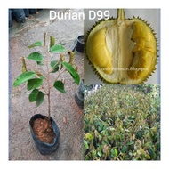 Anak pokok durian D99/kop kecil hybrid thai tinggi 3,4kaki