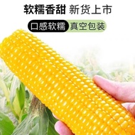 王晚儿东北黄糯玉米甜嫩真空包装新玉米粘糯新鲜玉米棒苞米非即食现摘 黄糯玉米 160g 10根