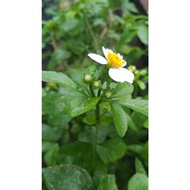 POKOK KEKWA KAMPUNG / CHRYSANTHEMUM TEA. 2 POKOK TEA HERBA DEWASA DAN BERAKAR