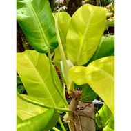 Philodendron Malay Gold or Lemon Lime, picture @ 7july2021