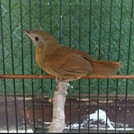 terbaru !!! burung tieumi atau wambi mini import ready