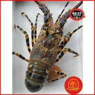 Lobster Hidup Live Seafood Per Kg Best Seller