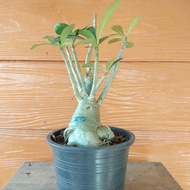 ADENIUM THAI REAL LIVE PLANT WITH PLASTIC POT (POKOK BUNGA HIDUP ADENIUM "KEMBOJA")