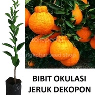 Bibit tanaman buah jeruk dekopon malang okulasi premium