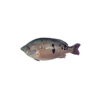 Ikan Puyu Kukum Jade Perch Fish 750g