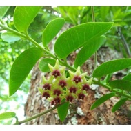 ▪ ☋ ❁ Hoya Cumingiana/Hoya Millionaire Plant