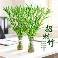 Hot-selling Fast Shipping Lucky Bamboo with Roots Lucky Bamboo Transfer Bamboo Wenchang Bamboo Drago