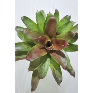 bromeliad neoregelia Elaine