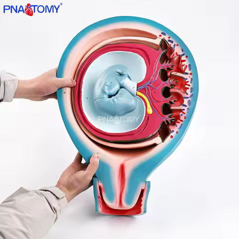 3-Part Model of the Relationship between the Fetal Membranes and the Uterus, Detachable Amniotic Flu