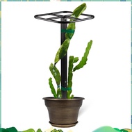 Premium Dragon Fruit Trellis Durables Metal Trellis for Vertical Gardening and Climbing Plants