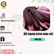 biji benih jagung manis super jagung ketan ungu jagung ketan putih jagung hibrida kemasan repack bis