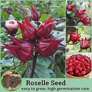 Fresh Roselle Seeds Flower Seeds for Planting (100 Seeds Per Pack) Benih Pokok Bunga Potted Flower P