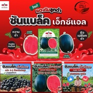1000Biji Benih Tembikai Madu Sun Black XL F1 Hybrid/ Watermelon Seed/Tembikai Kulit Hitam /East West