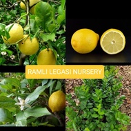 Anak pokok Lemon hybrid