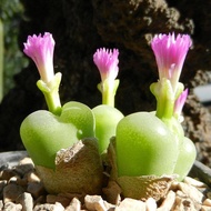 25 เมล็ด โคโนไฟตัม กระบองเพชร ไม้อวบน้ำ กุหลาบหิน แคคตัส Conophytum สายพันธุ์ subfenestratum