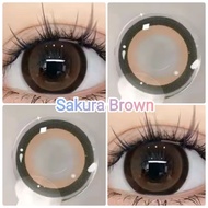 คอนแทคเลนส์ รุ่น Sakura/Edge สีเทา/ตาล Gray/Brown มีค่าสายตา (0.00)-(-10.00)