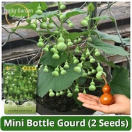 High-yield Rare Mini Bottle Gourd Seeds (2 Seed) Chinese Bottle Gourd Upo Vegetable Seeds for Planti