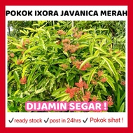 RINA • pokok Ixora Javanica merah • bunga siantan jejarum pecah periuk red flower tropika plant ever