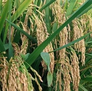 BENIH PADI INPARI 42 JUMBO (5KG)