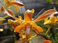 新幾內亞 原生蘭Den. tangerinum 'orange'( 橘色) 羚羊石斛 (深橘花+藍唇+花期長)珍稀種