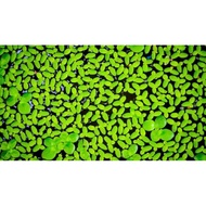 Duckweeds Floating Plant (Aquascape)