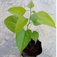 Anak Pokok Sacha Inchi