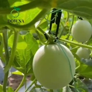 DOWNA 30pcs Mesh melon hook, Mesh melon cantaloupe Hanging Hook, Coco long cantaloupe Hooks for Eliz