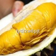 ✇Anak Pokok Durian Musang King CEPAT BERBUAH