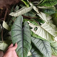 alocasia bisma tanaman langka spesies bonggolan