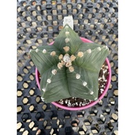 Augustfame - Astrophytum Myriostigma cv Kikko M2 龟甲鸾凤玉 cactus succulent