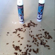 CNI CO-GO Crawling Insect Spray 2 pcs (Available Ready Stock)